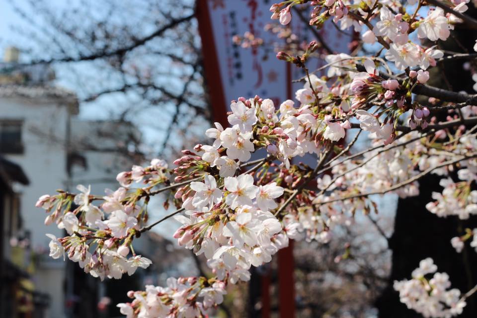 桜